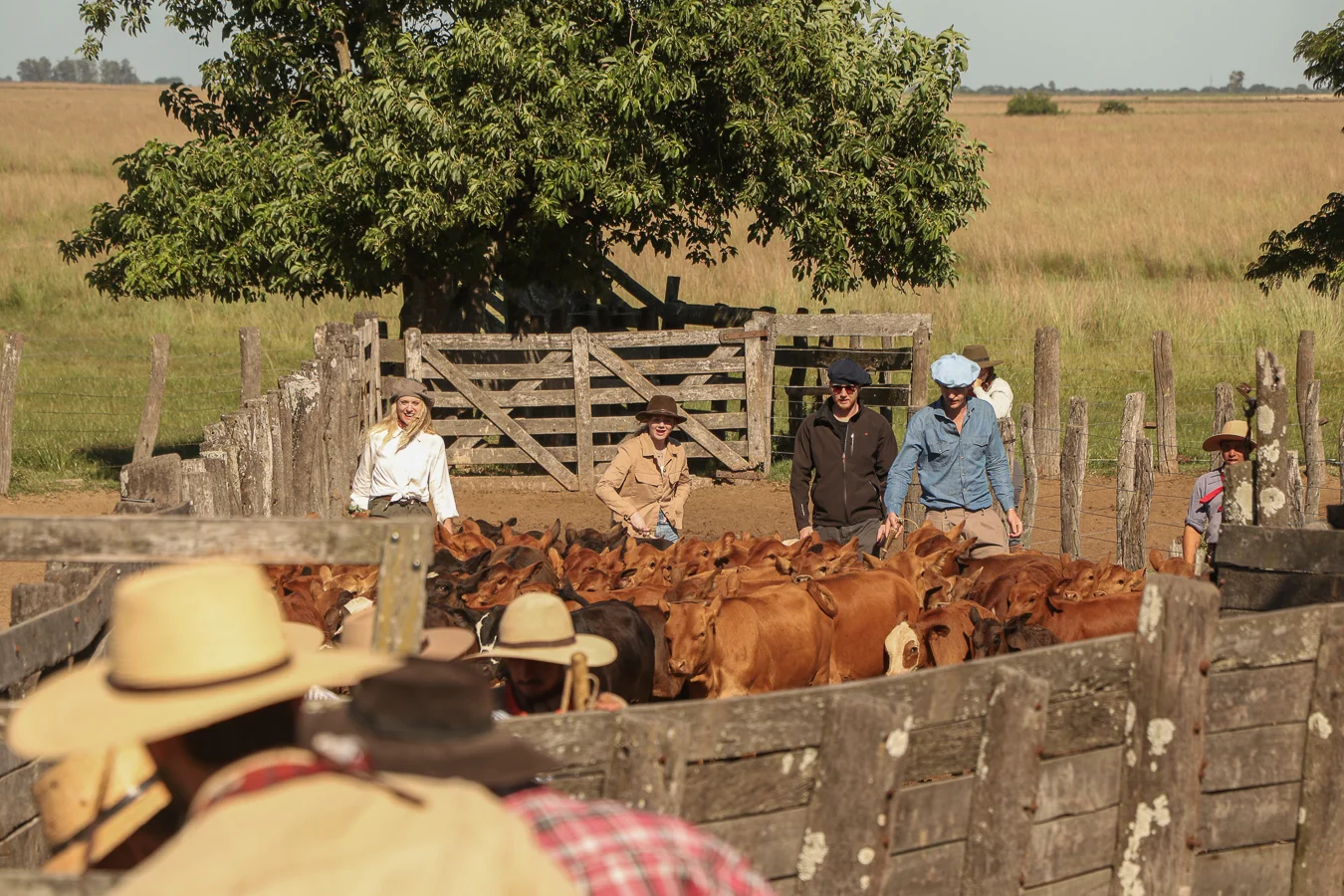 Authentic Gaucho rural activities lasso cattle herding Estancia don Joaquin Corrientes argentina
