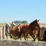Free wild horses running Estancia don Joaquin Corrientes argentina