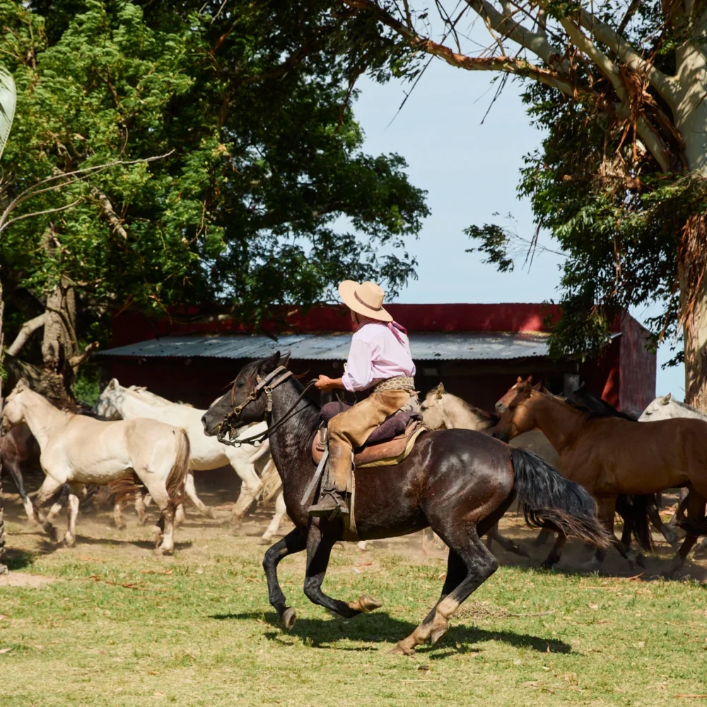 Authentic Gaucho rural activities lasso cattle herding Estancia don Joaquin Corrientes argentina