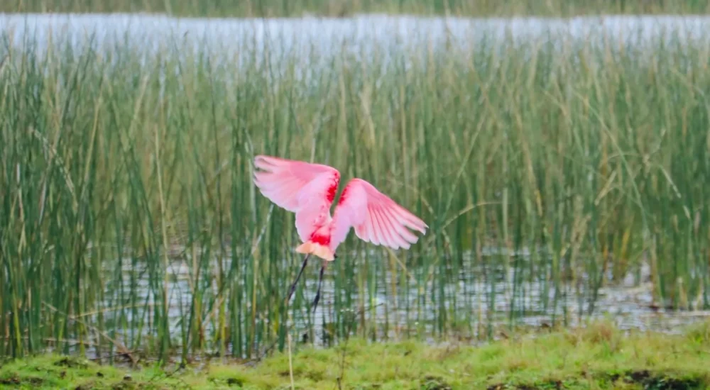 Birdwatching wildlife safari activities Estancia Don Joaquin Corrientes Argentina Jabiru Yellow Cardinal
