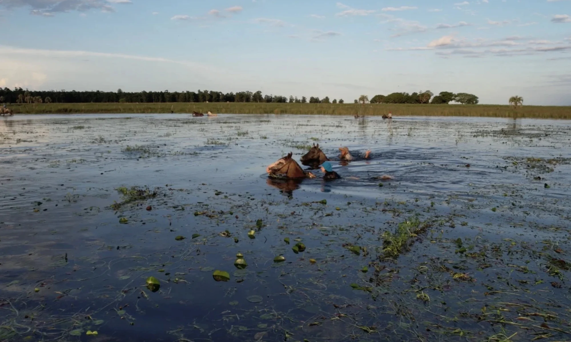 Swimming with horses in lagoon Estancia don Joaquin Corrientes argentina