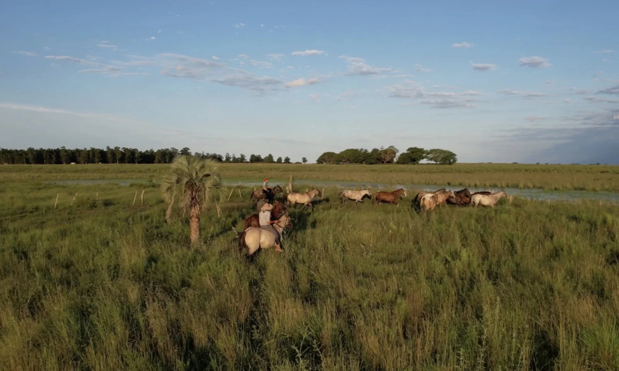 Free herd horses Estancia don Joaquin Corrientes argentina