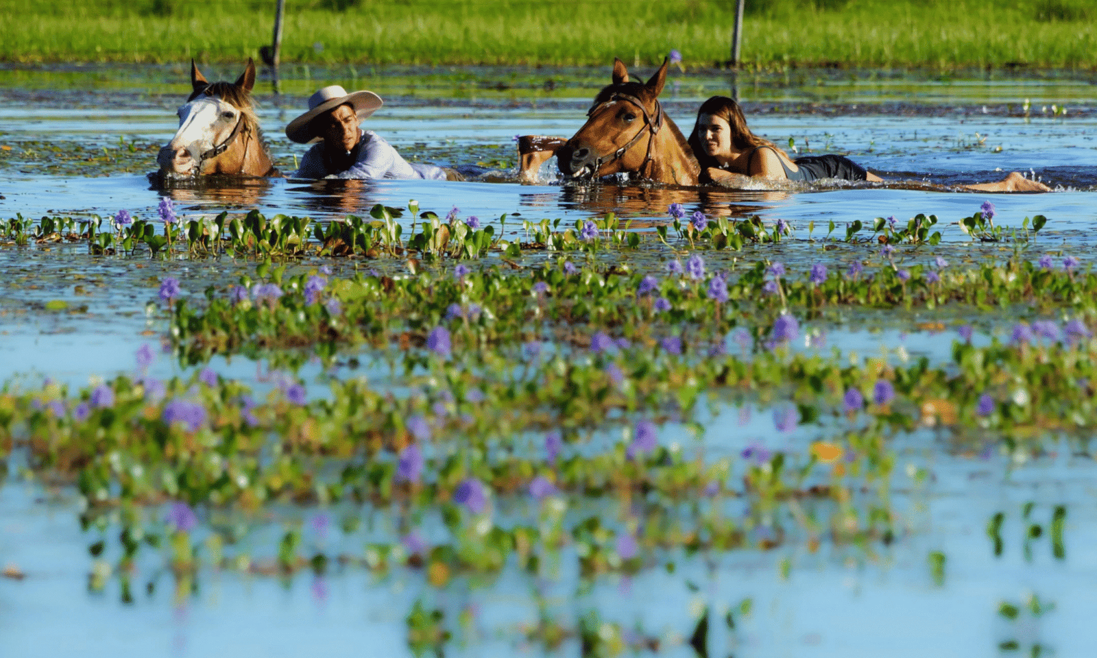 Swimming with horses in lagooon estancia don Joaquin Corrientes argentina