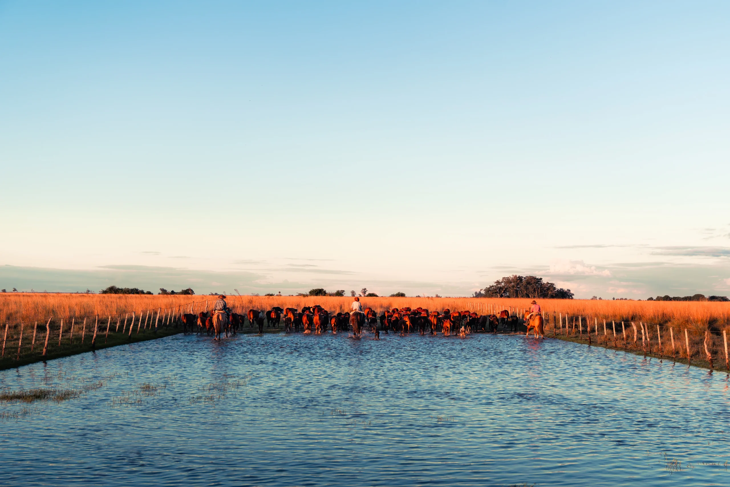 Authentic Gaucho rural activities lasso cattle herding Estancia don Joaquin Corrientes argentina