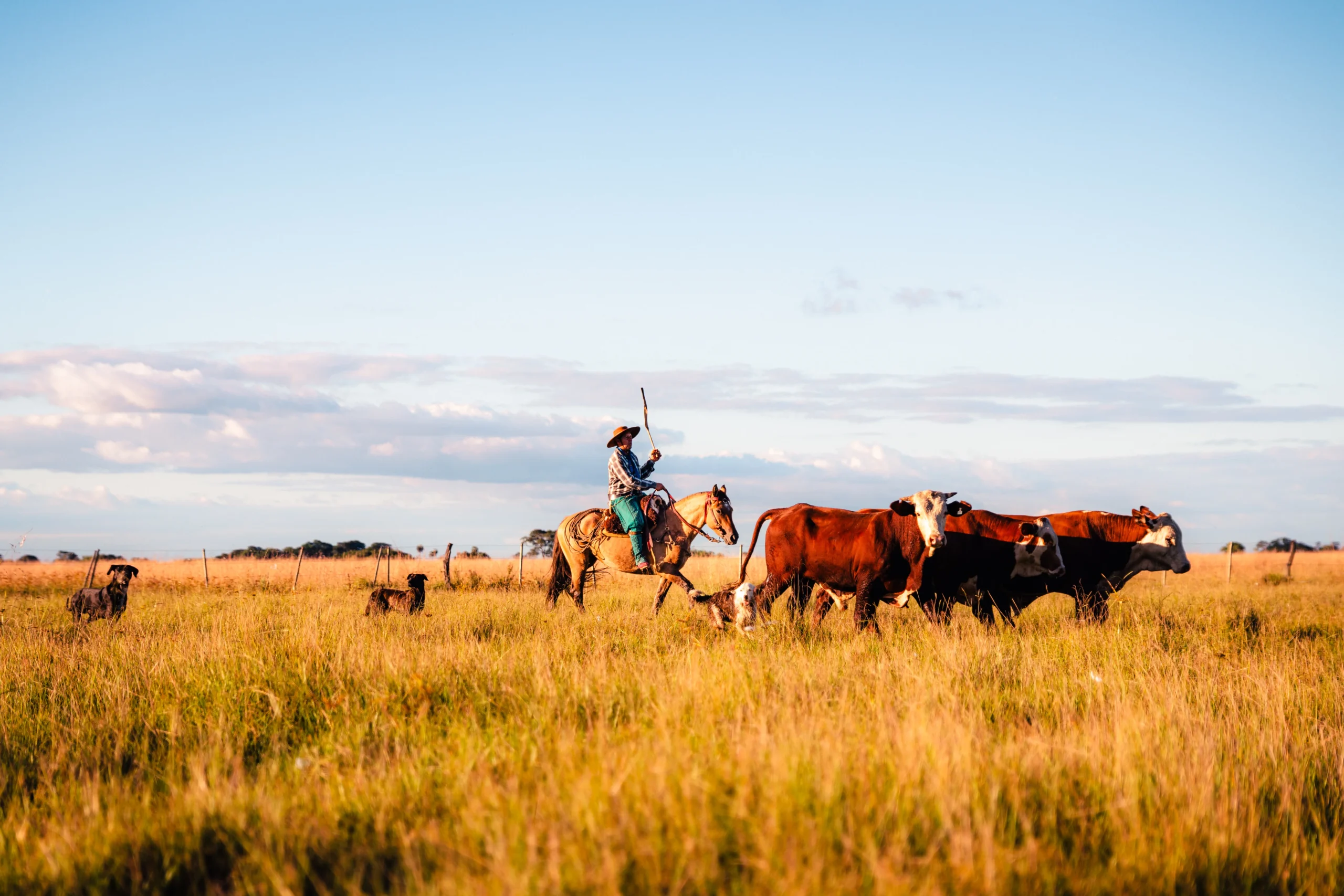 Authentic Gaucho rural activities lasso cattle herding Estancia don Joaquin Corrientes argentina