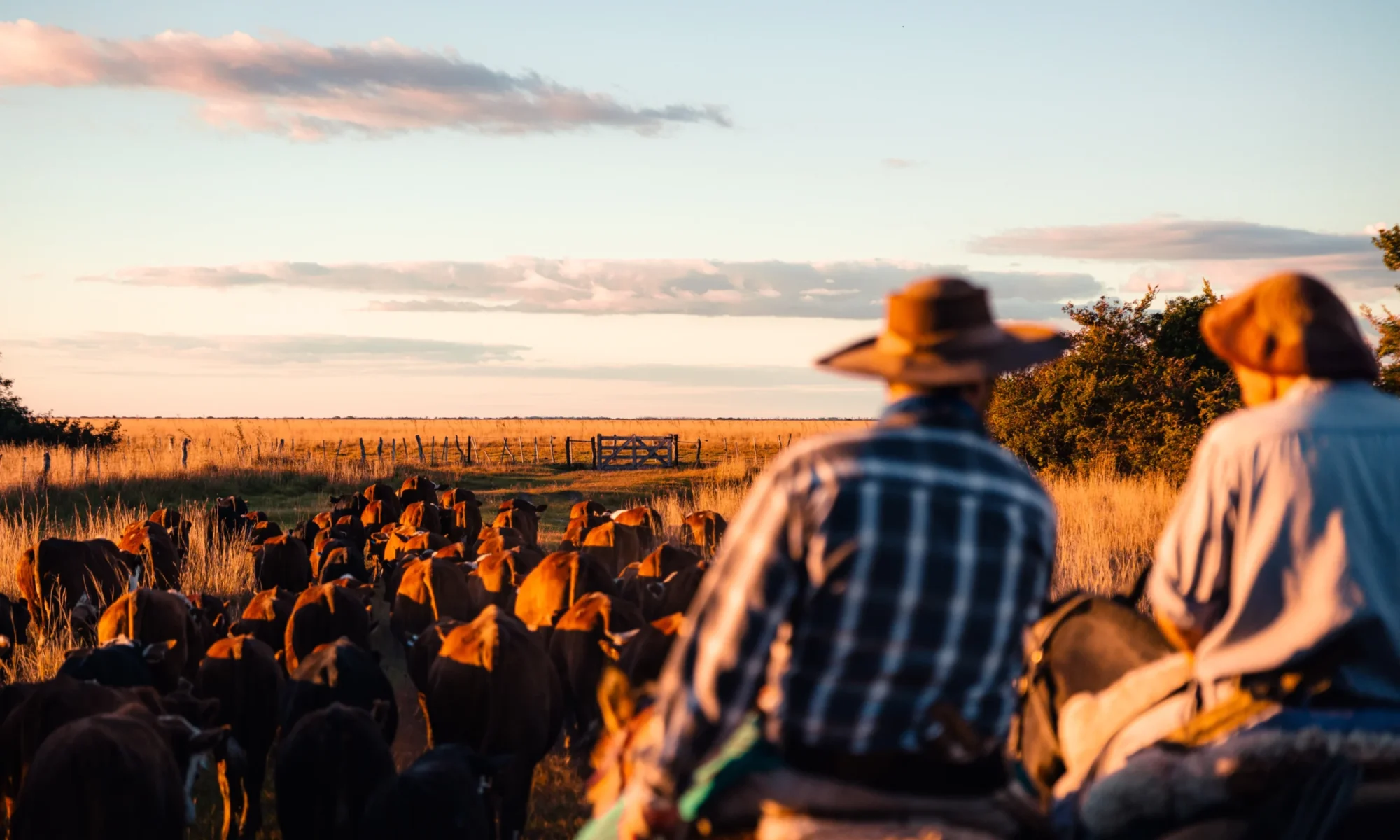 Authentic Gaucho rural activities lasso cattle herding Estancia don Joaquin Corrientes argentina