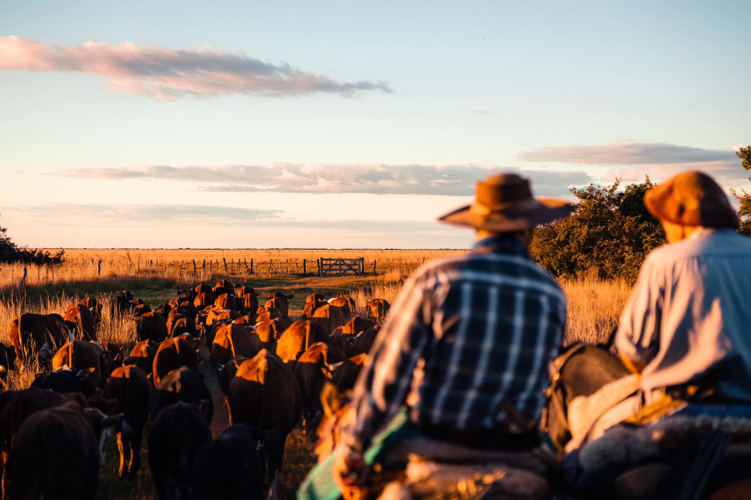 Authentic Gaucho rural activities lasso cattle herding Estancia don Joaquin Corrientes argentina