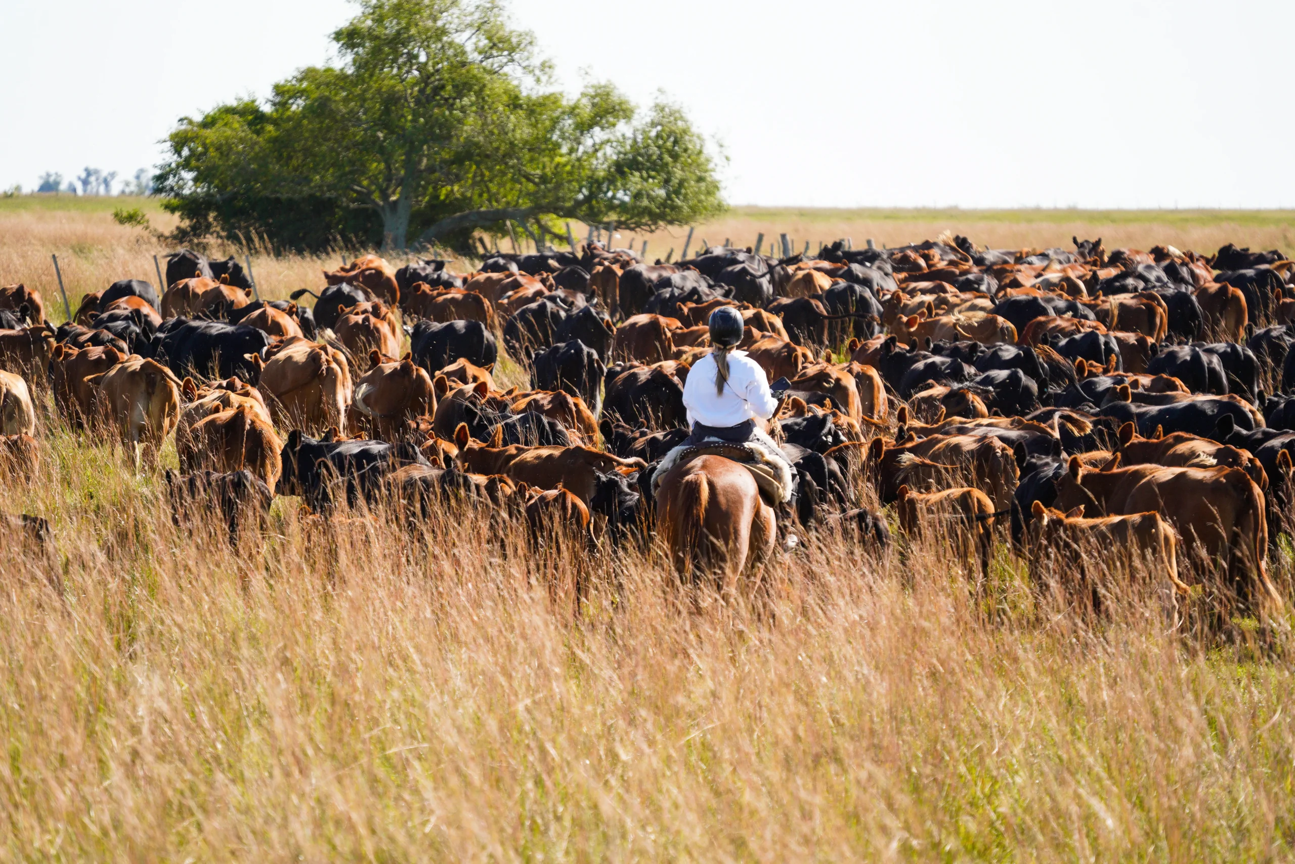 Copia de DSC07133_converted