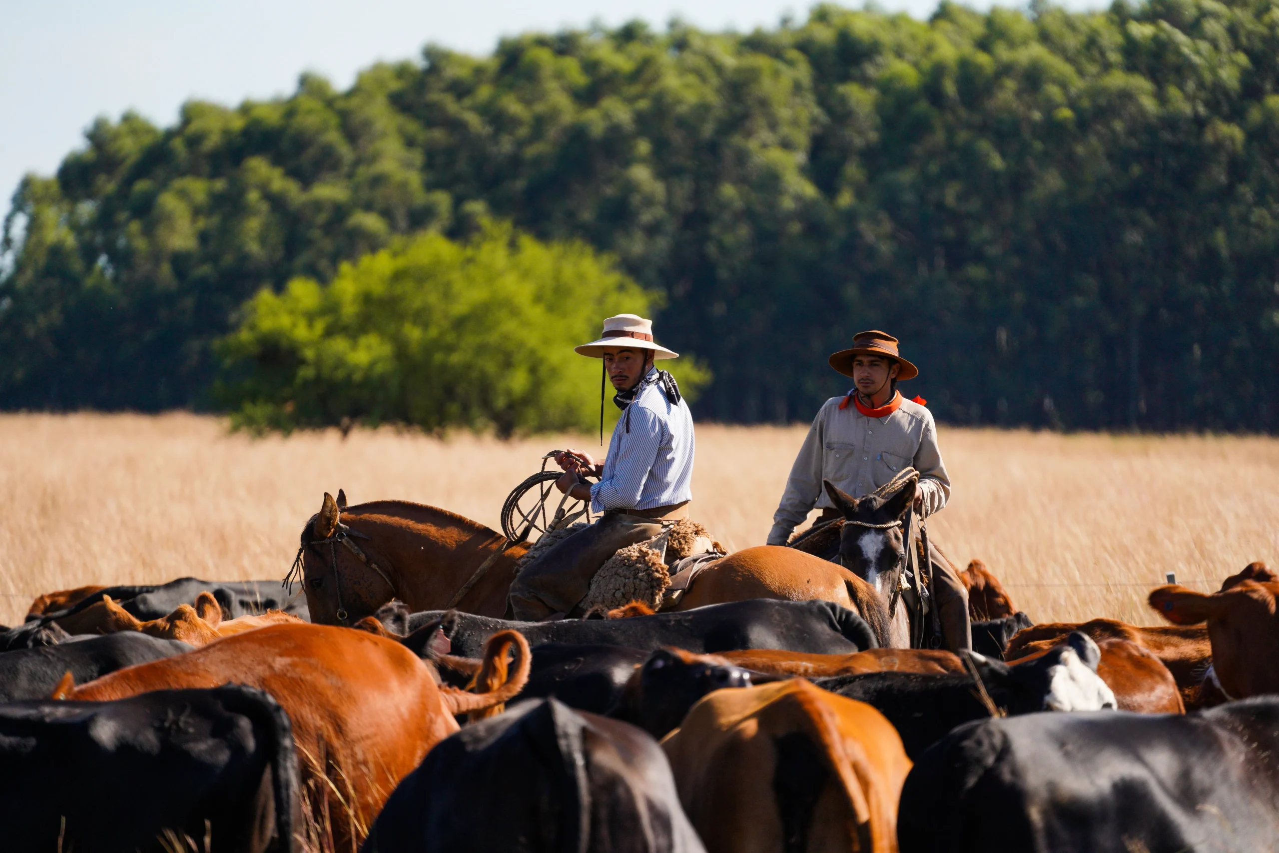Copia de DSC07158_converted