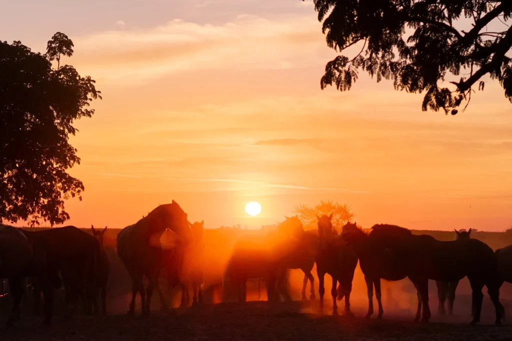 Sunset with horses in argentina