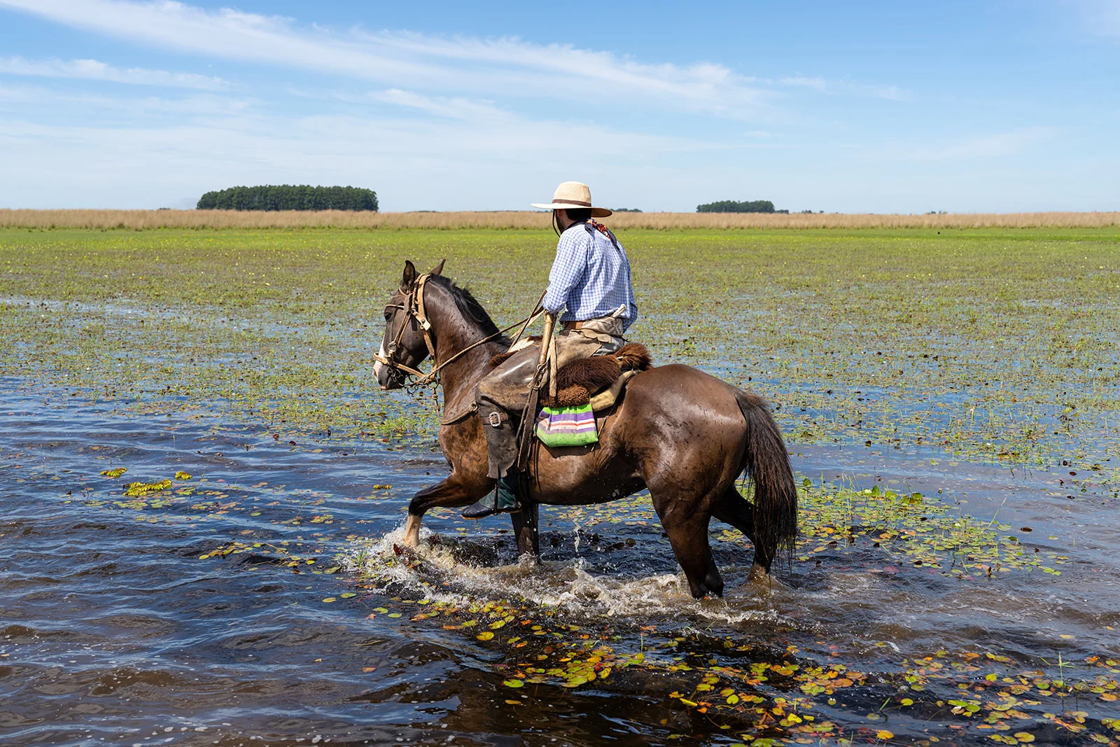 A gaucho riding a criollo horse in water in Argentina