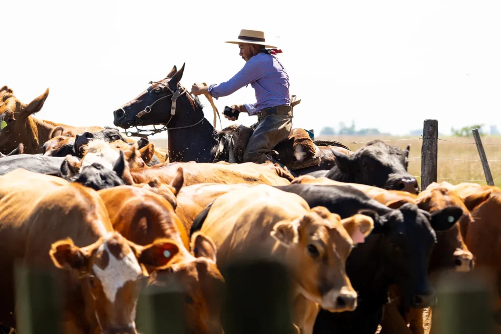 A gaucho in Argentina wrangling cattle